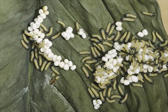 Ailanthus silkmoth (Samia cynthia), eggs and freshly hatched caterpillars, occurring in Asia