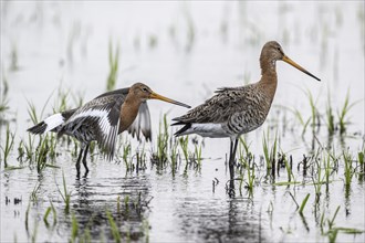 Black-tailed godwits (Limosa limosa), Lower Saxony, Germany, Europe