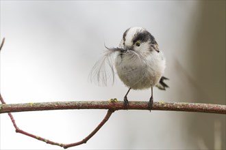 A long-tailed tit (Aegithalos caudatus) sitting on a branch and holding a feather in its beak,