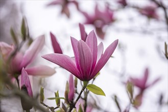 Magnolias (Magnolia) in bloom at Hohenheim Palace. Exotic and Botanical Garden of the University of