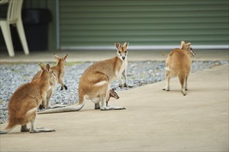 Close-up of agile wallabies (Macropus agilis) mother with her youngster near a house wildlife in