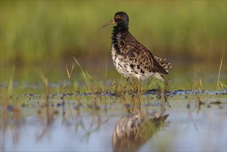 Ruff (Philomachus pugnax), male, Narew, Bialystok, Podlasie, Poland, Europe