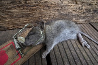 Young brown rat, common rat, Norwegian rat, Norway rat (Rattus norvegicus) juvenile trapped, killed