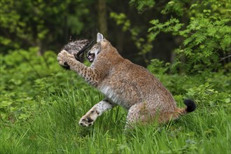 Hunting Eurasian lynx (Lynx lynx) juvenile catching muskrat (Ondatra zibethicus) prey in thicket at