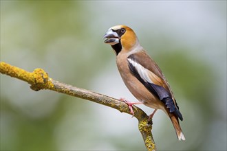 A hawfinch (Coccothraustes coccothraustes), Rhine-Palatinate district, Tiszaalp-r, Kiskuns-gi