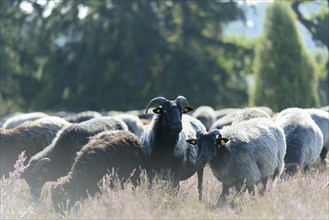 Heidschnucken (Ovis aries), herd in the blooming heathland, Südheide Nature Park, Lüneburg Heath,