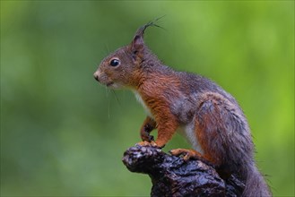 Eurasian red squirrel (Sciurus vulgaris), on the lookout, Bad Dürkheim district, Tiszaalp-r,