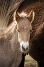 Portrait of a light brown foal of the Icelandic horse breed. The colour is isabella, the white area