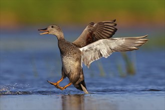 Gadwall, (Anas strepera), Mareca strepera, Wagbachniederung, Calera Y Chozas, Baden-Württemberg,