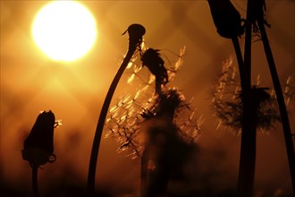 Dandelions in the evening light, May, Germany, Europe