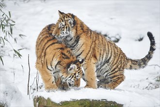 Close-up of a Siberian tiger (Panthera tigris altaica) cub, captive