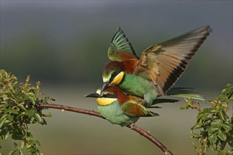 Bee-eater, (Merops apiaster), mating, copula, Bad Dürkheim district, Rhineland-Palatinate, Germany,