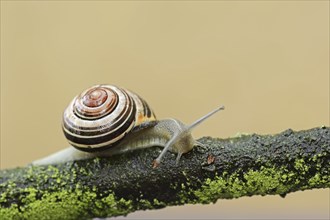 Grove snail (Cepaea nemoralis), North Rhine-Westphalia, Germany, Europe