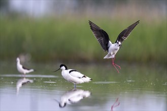 Black-winged Stilt (Himantopus himantopus) and black-capped avocet (Recurvirostra avosetta), in the