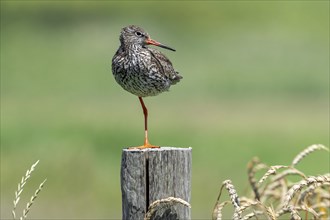 Common redshank (Tringa totanus) in breeding plumage perched on one leg on wooden fence pole along