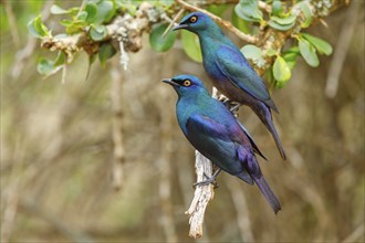 Cape starling (Lamprotornis nitens), pair, Mkuze Game Reserve, Mkuze, KwaZulu-Natal, South Africa,