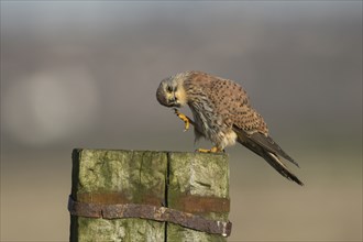 Common kestrel (Falco tinnunculus) adult male bird preening on a wooden fence post, Kent, England,