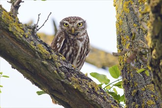 Little owl (Athene noctua) adult bird sitting in a tree, endangered bird species in Central Europe,