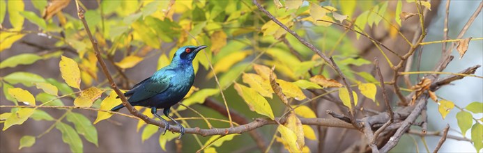 Glossy starling, (Lamprotornis chalcurus), Bronze-tailed glossy starling, Bronze-tailed starling,