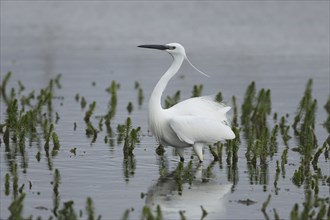 Little egret (Egretta garzetta) adult bird in a shallow lagoon of water, England, United Kingdom,