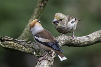 Hawfinch (Coccothraustes coccothraustes), adult bird feeding young, Emsland, Lower Saxony, Germany,