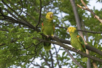 Yellow-headed Amazon (Amazona oratrix belizensis) on a branch, Rosensteinpark, Stuttgart,