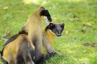 Two Yellow-throated marten (Martes flavigula) in a forest, captive