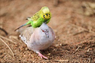 Animal Friendship of a Crested pigeon (Ocyphaps lophotes) cuddeling a Budgerigar (Melopsittacus