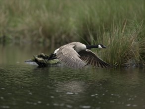 Canada goose (Branta canadensis) flying over water at the edge of a reed, Lower Rhine, North