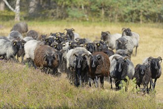 Heidschnucken (Ovis aries), herd in the blooming heathland, Südheide Nature Park, Lüneburg Heath,