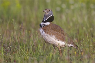 Little bustard (Tetrax tetrax) Outarde canepetière, Sison Comun, Hides De Calera / Great Bustard,