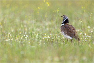 Little bustard (Tetrax tetrax) Outarde canepetière, Sison Comun, Hides De Calera / Great Bustard,