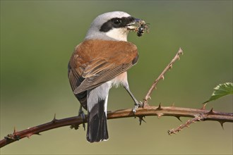 Red-backed shrike (Lanius collurio), Pie-griÃ‹che Ãˆcorcheur, AlcaudÃ›n Dorsirrojo, Spider, spider,