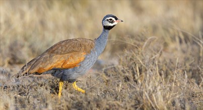 Blue bustard, (Eupodotis caerulescen), Blue Bustard, Blue Korhaan, Outarde plombée, Sison azulado