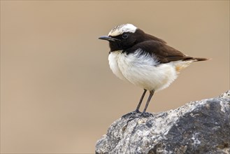 Arabian Wheatear, (Oenanthe lugentoide, Middle East, Oman, male, Jabal Samhan, Salalah, Dhofar,