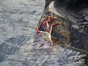 A red rock crab (Grapsus adscensionis) climbs out of the water onto a black rock. Puerto de