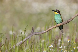 Bee-eater, (Merops apiaster), perch, Tiszaalpar, Kiskunsagi National Park, Bacs-Kiskun, Hungary,