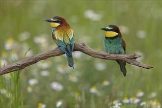 Bee-eater, (Merops apiaster), pair on perch, Tiszaalp-r, Kiskuns-gi National Park, B-cs-Kiskun,