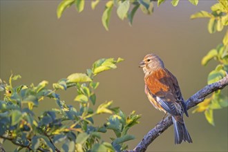 Linnet, Common Linnet, Eurasian Linnet, (Carduelis cannabin), (Acanthis cannabina), Linotte