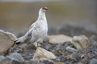 Rock ptarmigan, Svalbard Rock ptarmigan, Ptarmigan, (Lagopus mutus), Lagopus muta hyperbore), male,