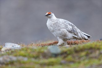 Rock ptarmigan, Svalbard Rock ptarmigan, Ptarmigan, (Lagopus mutus), Lagopus muta hyperbore), male,