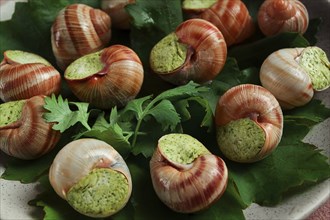 Grape snails, stuffed in burgundy, french cuisine