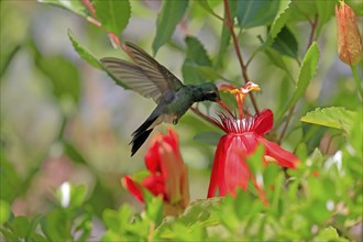 Broad-billed hummingbird (Cynanthus latirostris), adult, male, flying, on flower, foraging, Sonoran