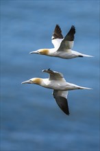 Northern Gannet, Morus bassanus, bird in flight over sea, Bempton Cliffs, North Yorkshire, England,