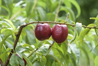 Nectarine (Prunus persica 'Big Bang'), Baum- und Rebschule Schreiber KG, Poysdorf, Lower Austria,