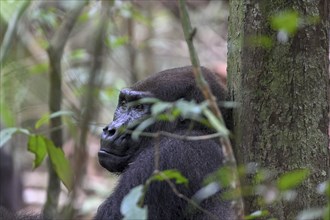 Western lowland gorilla (Gorilla gorilla gorilla), male animal, silverback, Loango National Park,