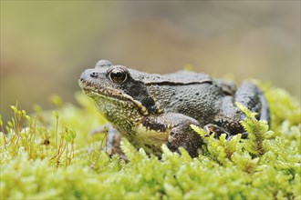 Common frog (Rana temporaria), North Rhine-Westphalia, Germany, Europe