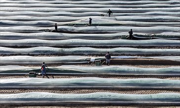 The first asparagus is harvested from a foil-covered asparagus field, Beelitz, 26/03/2024