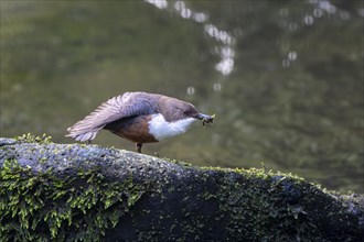 White-throated Dipper (Cinclus cinclus), at a torrent with larvae in its beak,