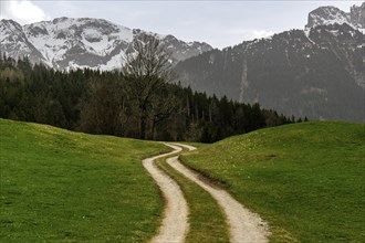 Path through meadows, near Pfronten, behind AllgÃ¤u Alps, OstallgÃ¤u, AllgÃ¤u, Bavaria, Germany,